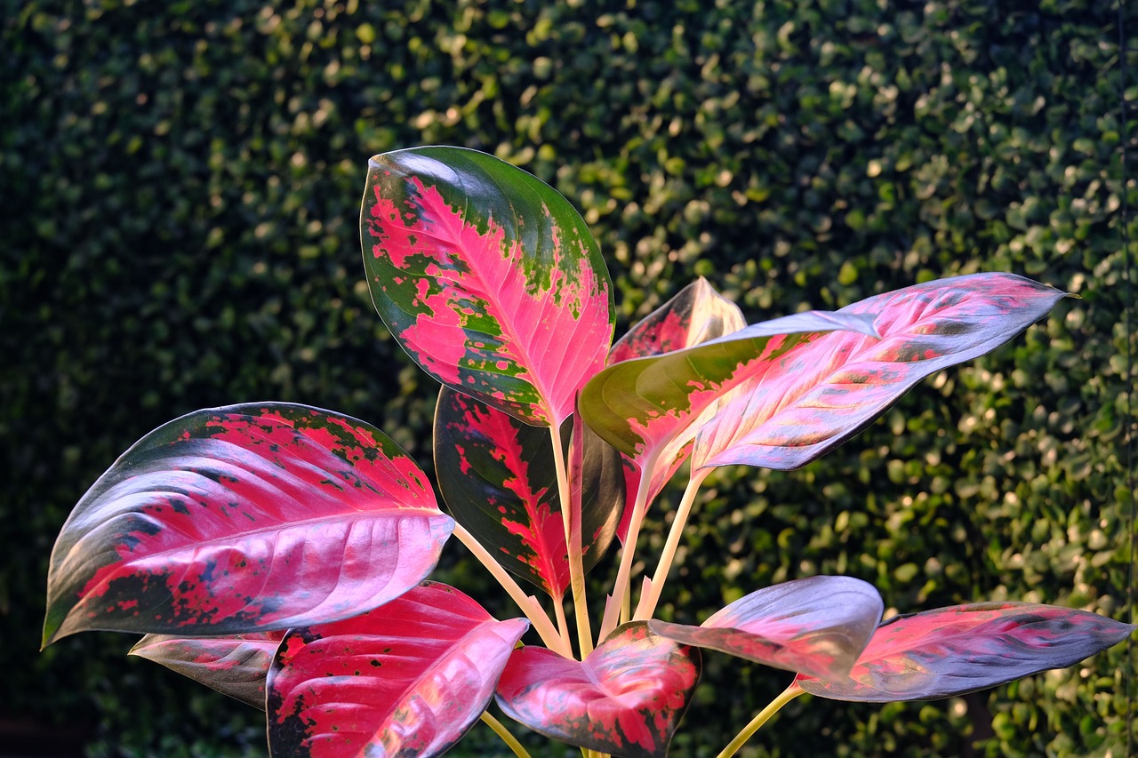 How to Grow and Care for Aglaonema Pink