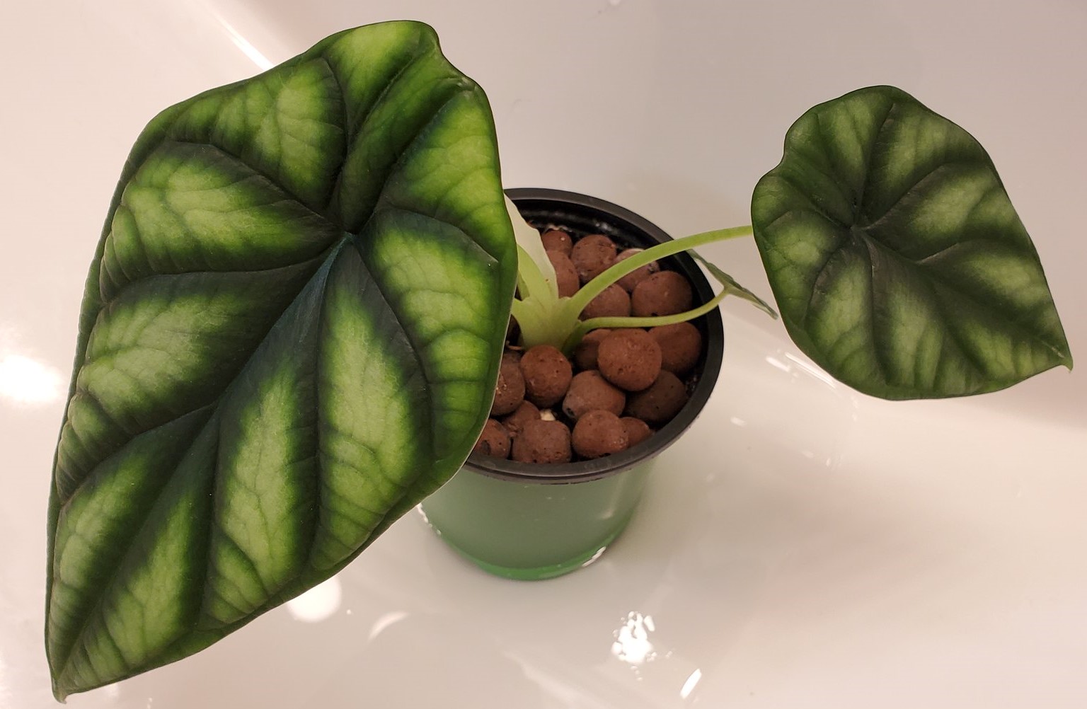 How to Grow and Care for Alocasia Dragon Scale