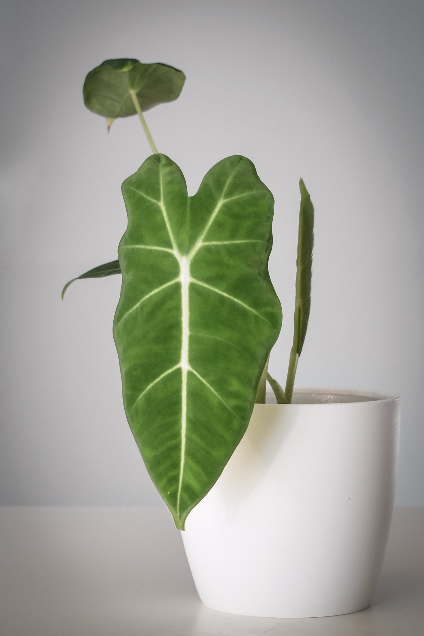 How to Grow and Care for Alocasia Frydek
