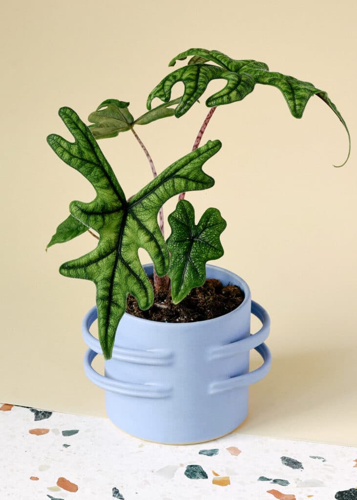 How to Grow and Care for Alocasia Jacklyn