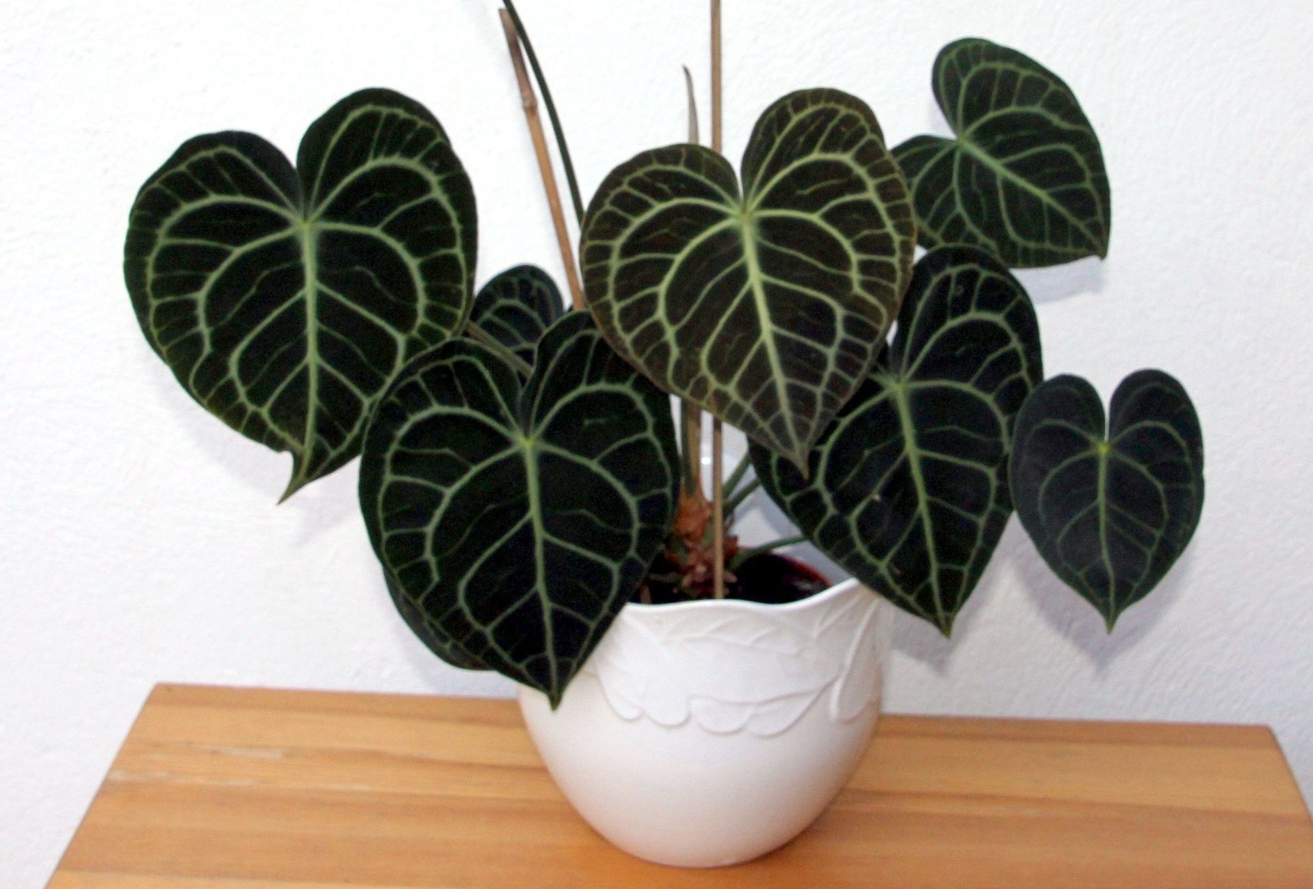 How to Grow and Care for Anthurium Crystallinum