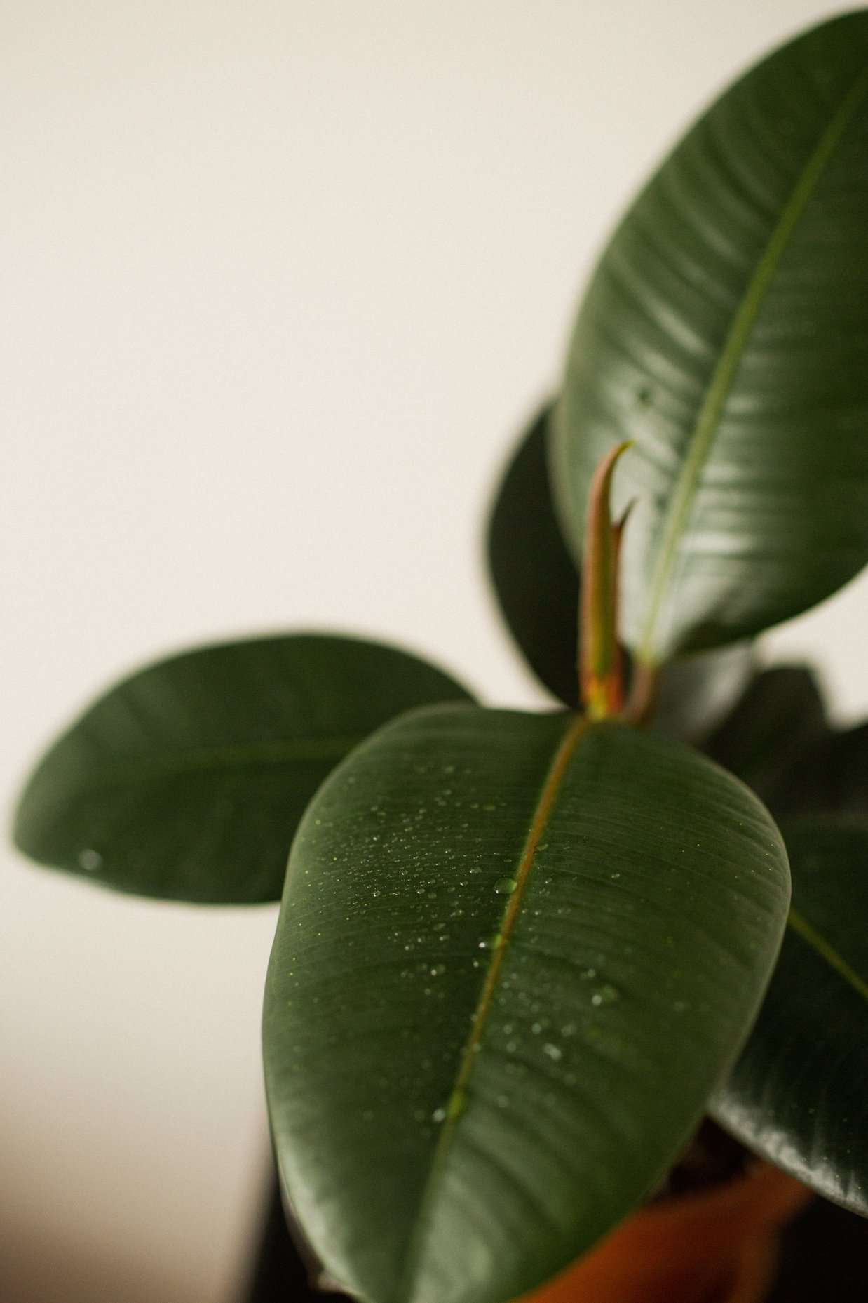 How to Grow and Care for Ficus Elastica