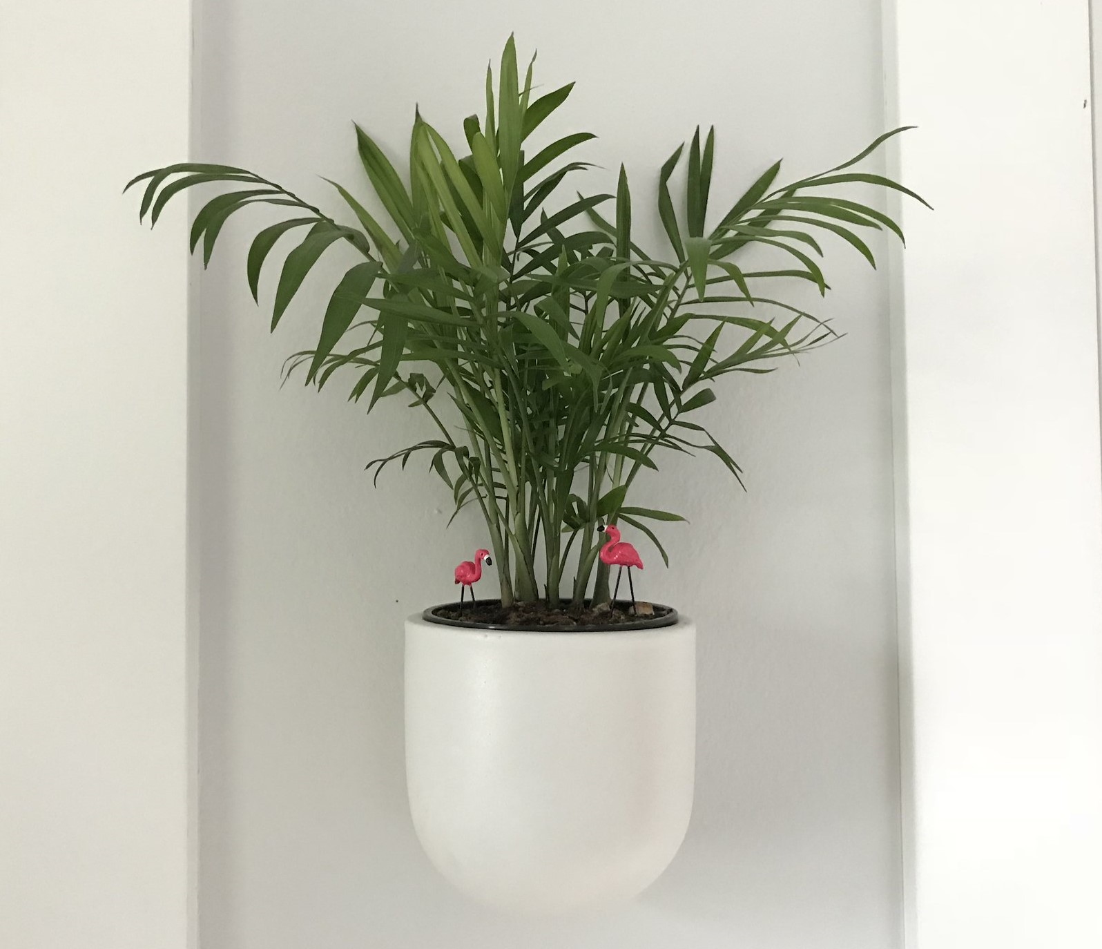 How to Grow Parlor Palm