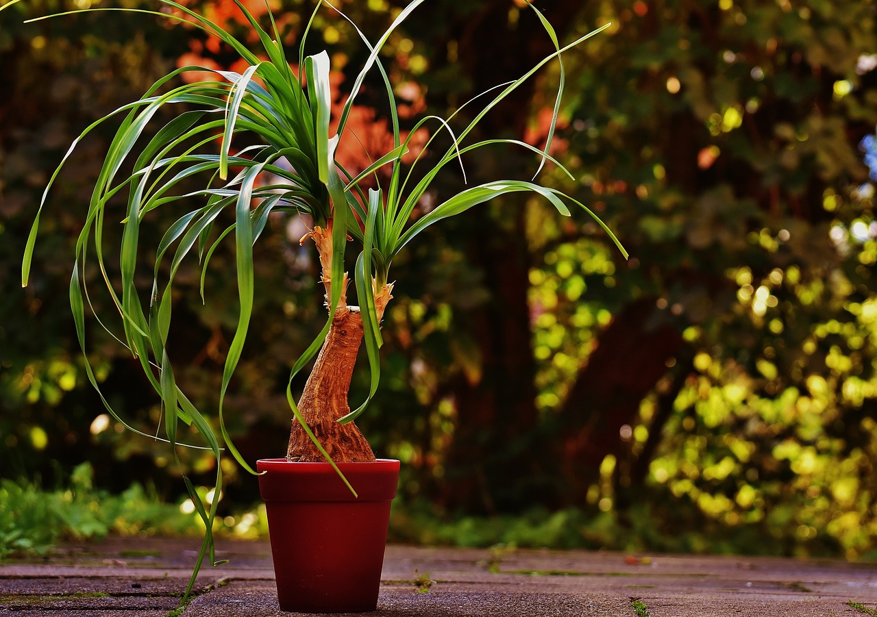 How to Grow and Care for Ponytail Palm
